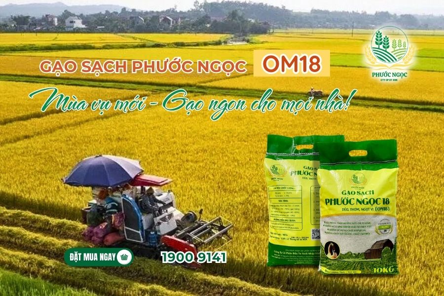 Gạo sạch từ cánh đồng đến bàn ăn – hành trình của sự an tâm