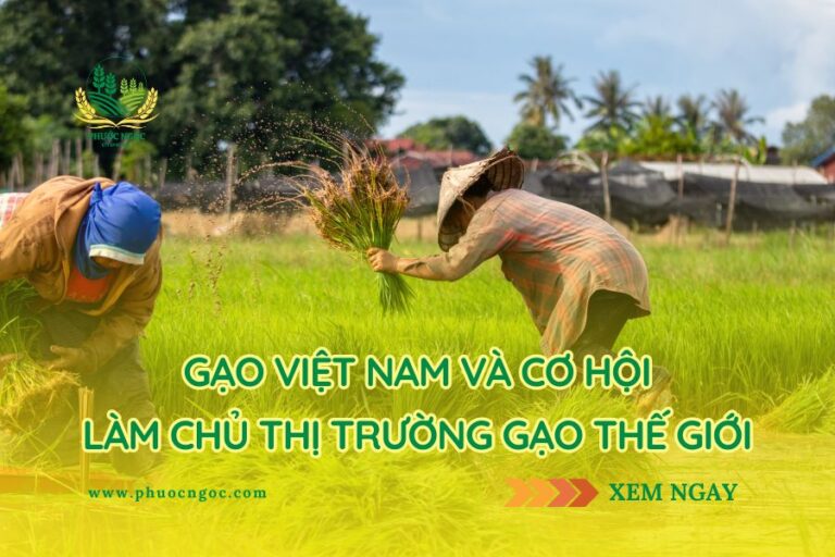 Gạo Việt Nam và Cơ Hội Làm Chủ Thị Trường Gạo Thế Giới
