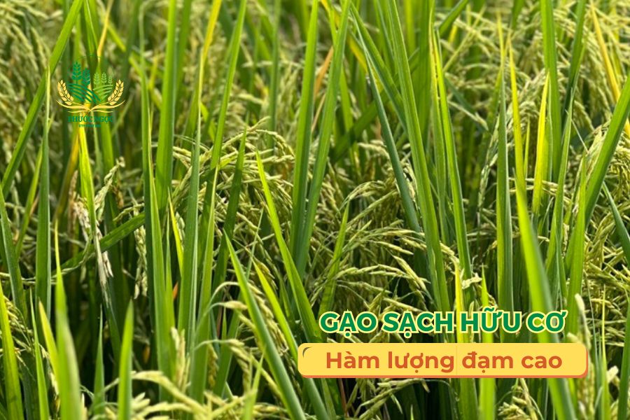 Phước Ngọc và Quy Trình Sản Xuất Gạo Sạch Đạm Cao Từ Đồng Ruộng Đến Bàn Ăn
