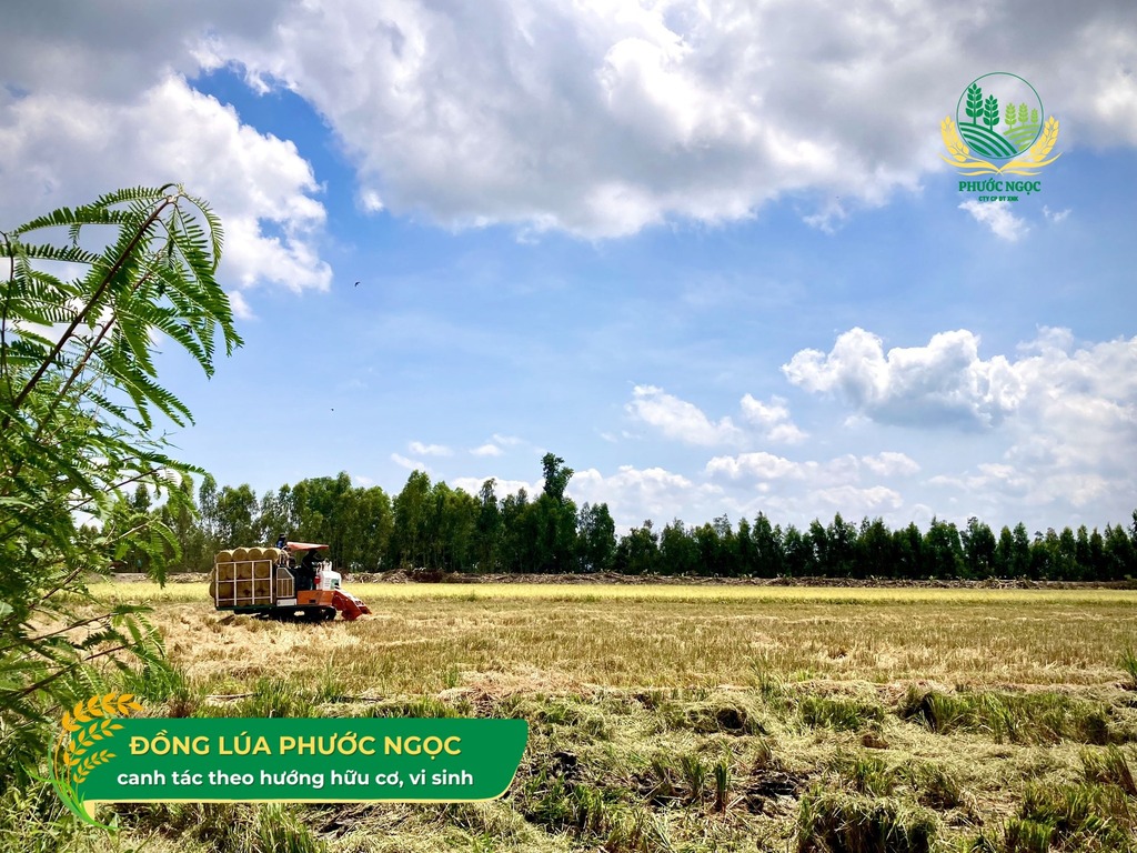 Phương Pháp Canh Tác Lúa Hữu Cơ và Vi Sinh
