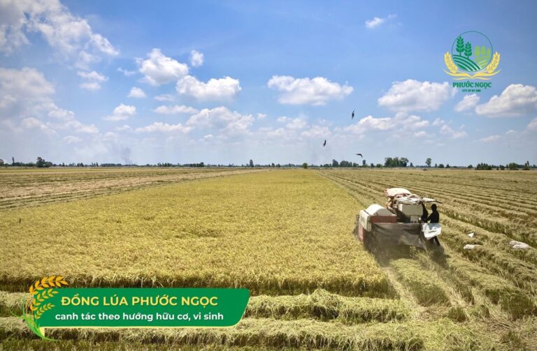 Gieo trồng 1 triệu HA ruộng lúa chất lượng cao