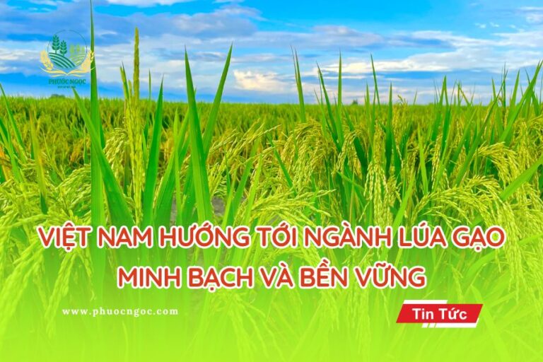 Việt Nam Hướng Tới Ngành Lúa Gạo Minh Bạch và Bền Vững