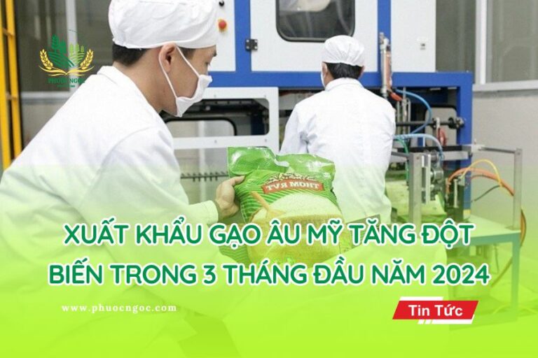 Xuất khẩu gạo Âu Mỹ tăng đột biến trong 3 tháng đầu năm 2024