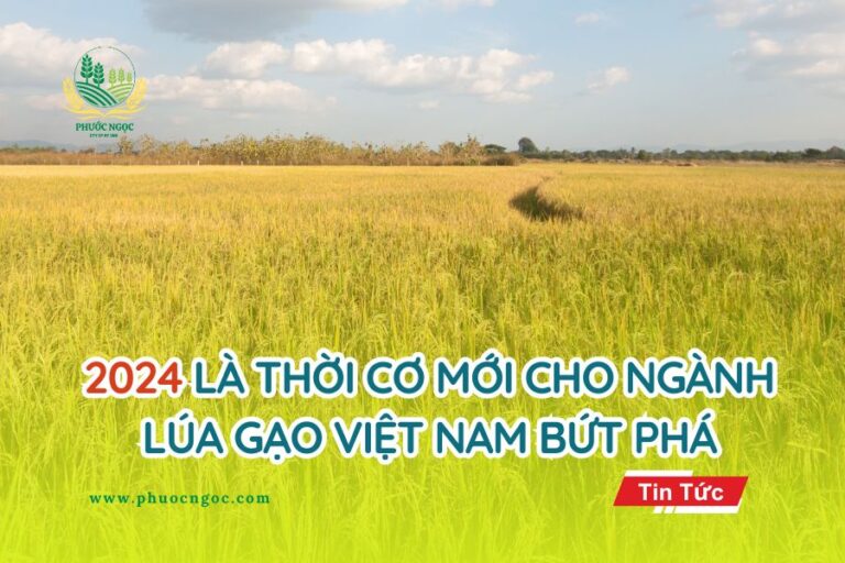 2024 là thời cơ mới cho ngành lúa gạo Việt Nam bứt phá