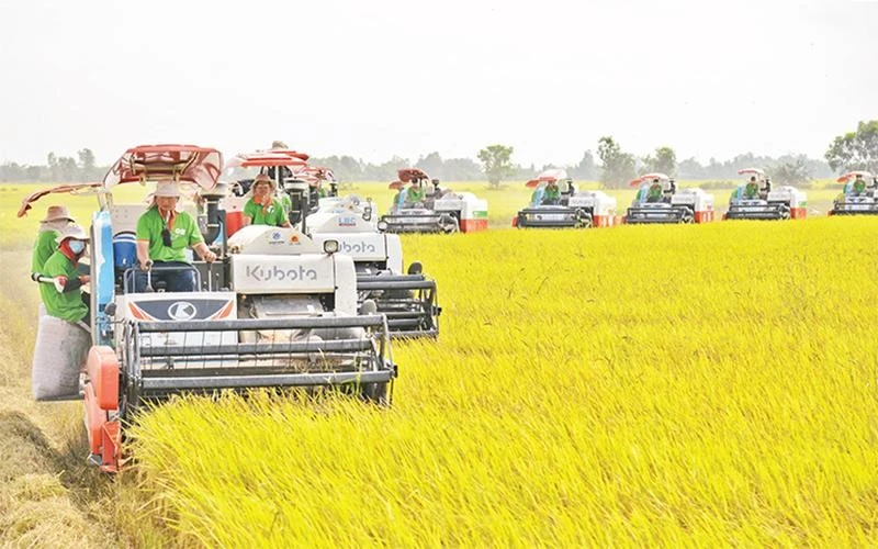 Thị trường gạo xuất khẩu ưa chuộng gạo sạch chất lượng cao
