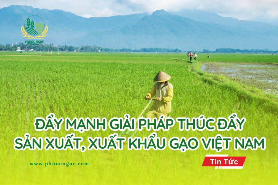 Đẩy mạnh giải pháp thúc đẩy sản xuất, xuất khẩu gạo Việt Nam