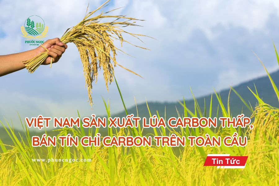 Việt Nam sản xuất lúa carbon thấp, bán tín chỉ carbon trên toàn cầu