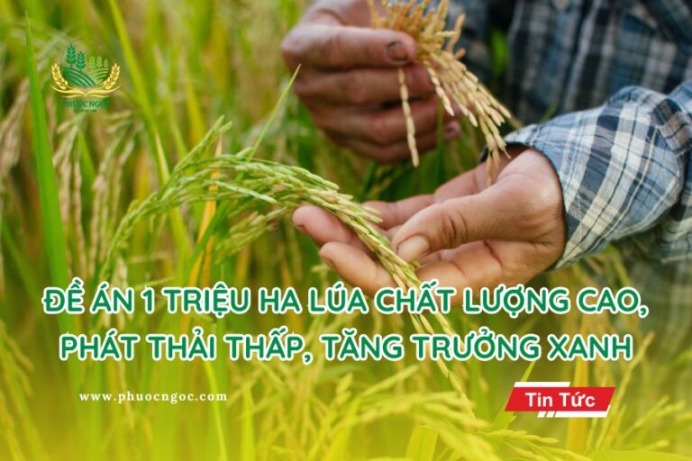 Đề án 1 triệu Ha lúa chất lượng cao, phát thải thấp, tăng trưởng xanh