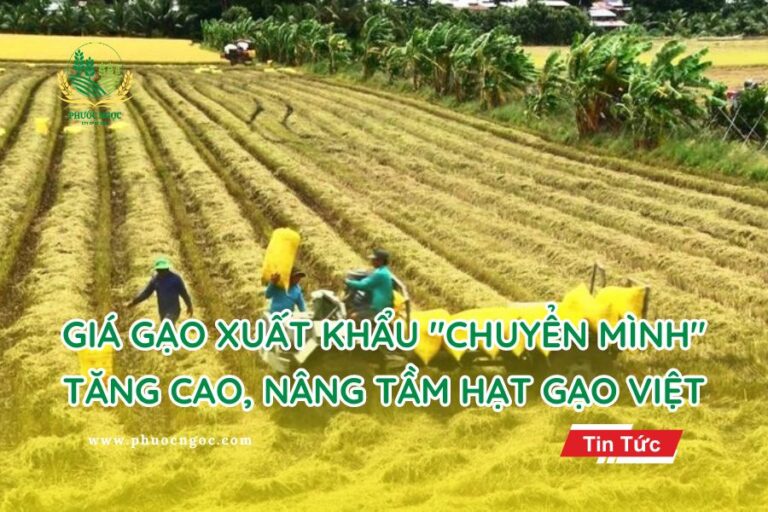 Giá Gạo Xuất Khẩu "Chuyển Mình" Tăng Cao, Nâng Tầm Hạt Gạo Việt