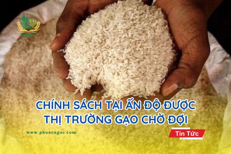 Chính sách tại Ấn Độ được thị trường gạo chờ đợi