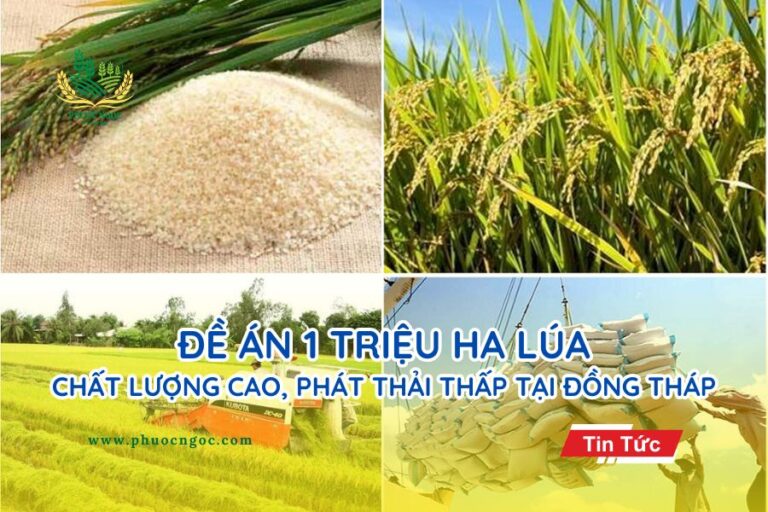 Đề án 1 triệu ha lúa chất lượng cao, phát thải thấp tại Đồng Tháp