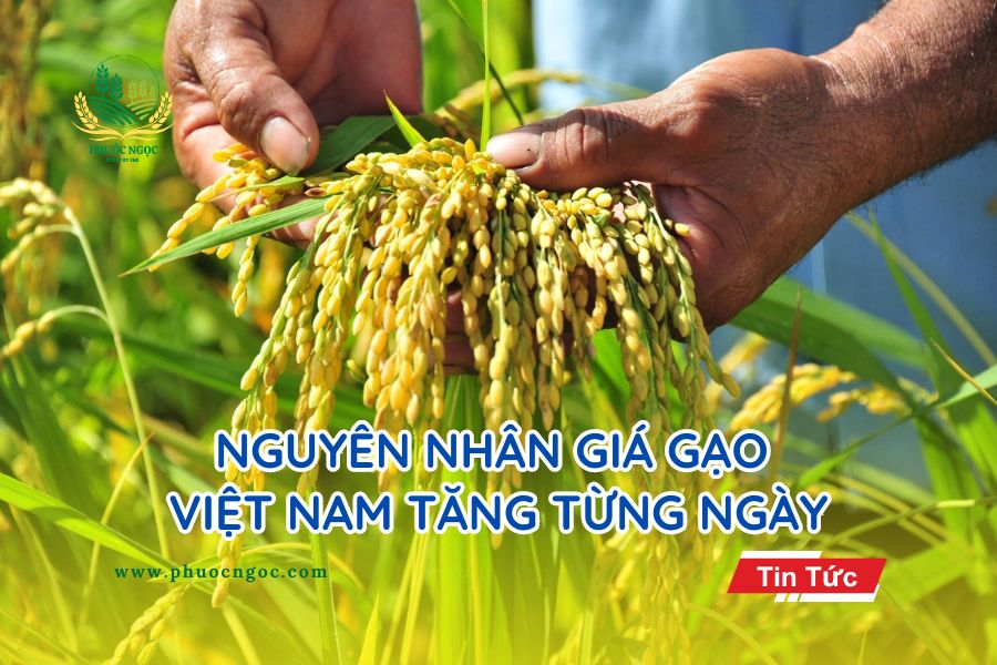 Nguyên nhân giá gạo Việt Nam tăng từng ngày
