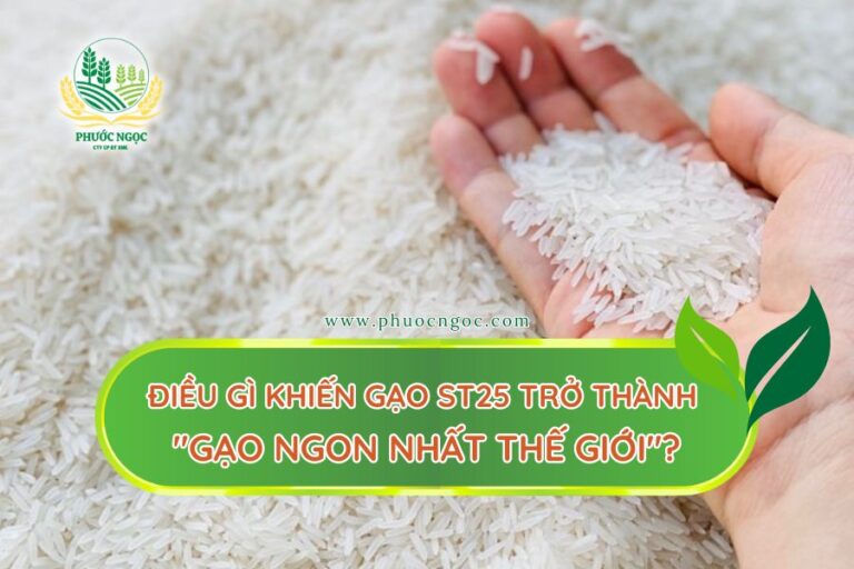 Điều gì khiến gạo ST25 trở thành "gạo ngon nhất thế giới"?