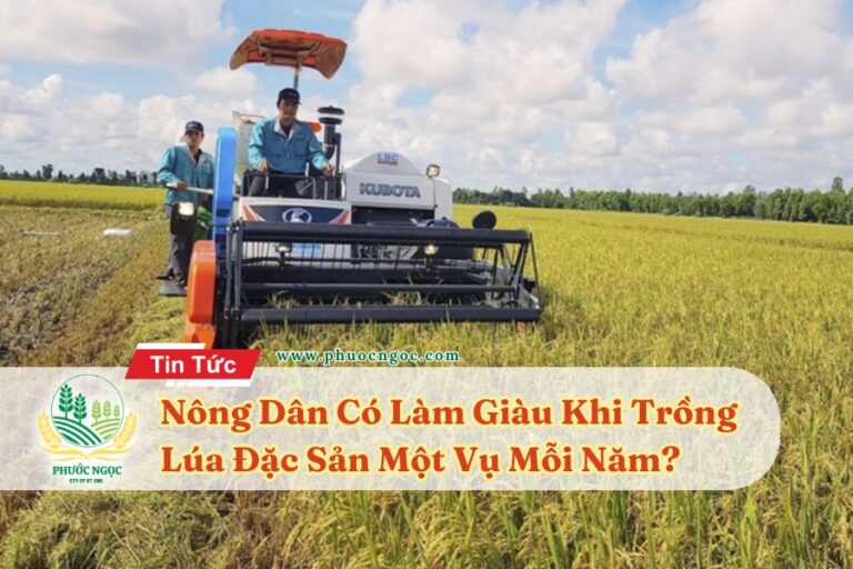 Nông Dân Có Làm Giàu Khi Trồng Lúa Đặc Sản Một Vụ Mỗi Năm?