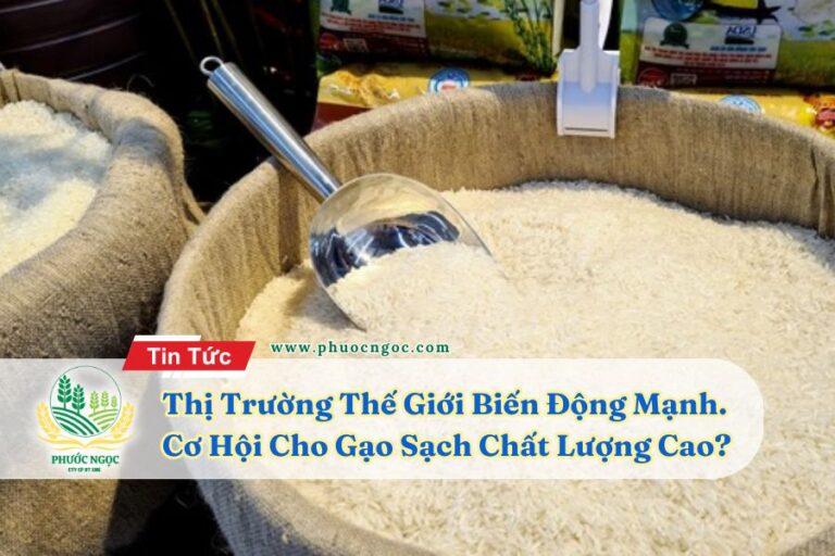 Thị Trường Gạo Thế Giới Biến Động Mạnh – Cơ Hội Cho Gạo Sạch Chất Lượng Cao