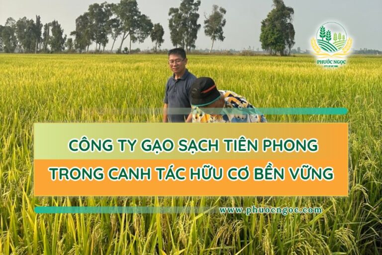 Phước Ngọc – Công Ty Gạo Sạch Tiên Phong Trong Canh Tác Hữu Cơ Bền Vững