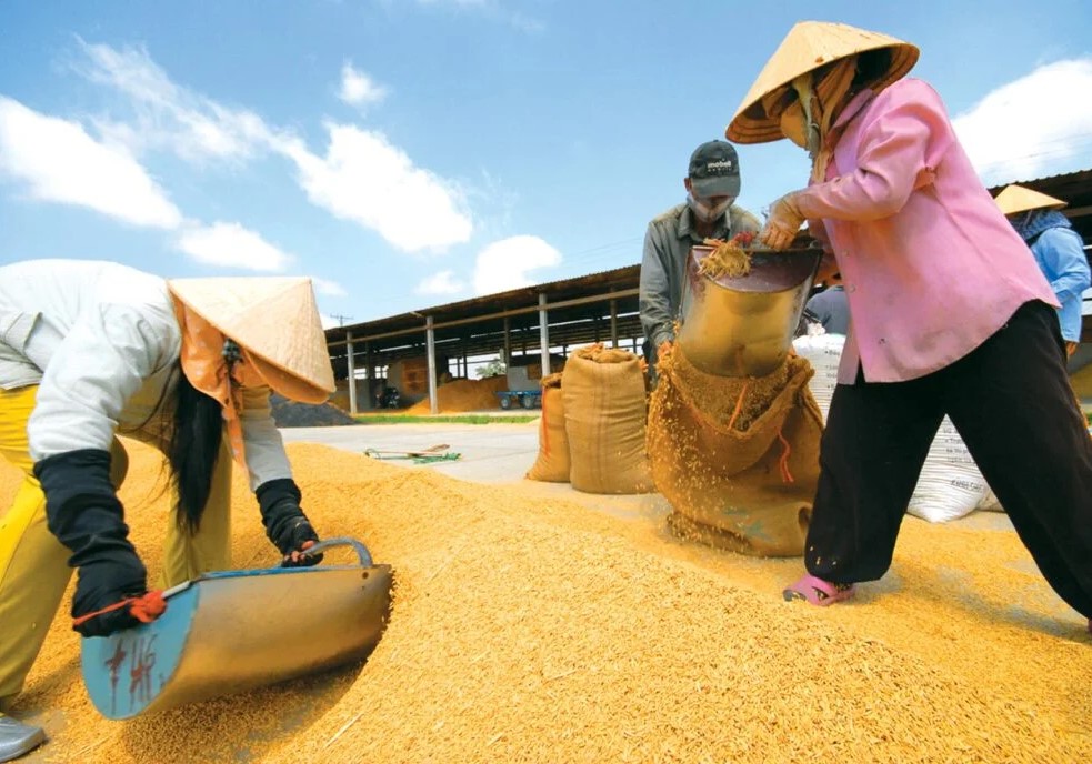 Gạo Việt Nam xuất khẩu có giá đắt nhất thế giới?