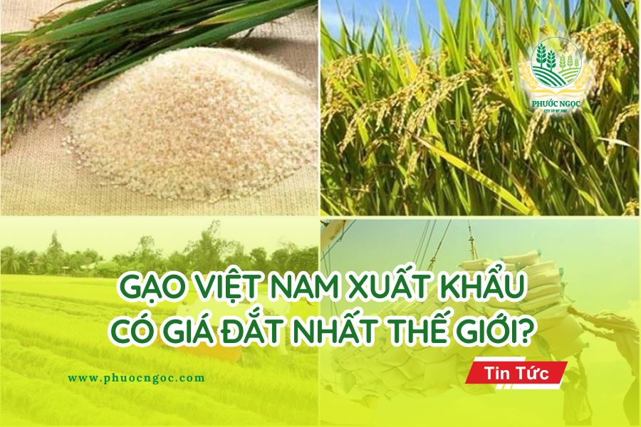 Gạo Việt Nam xuất khẩu có giá đắt nhất thế giới?