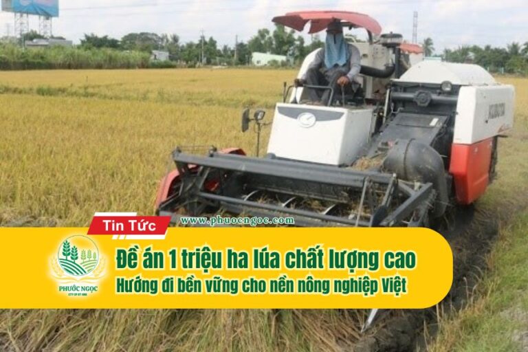 Đề án 1 triệu ha lúa chất lượng cao – Hướng đi bền vững cho nền nông nghiệp Việt