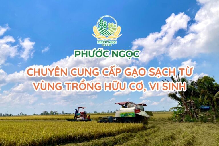 Phước Ngọc - Chuyên cung cấp gạo sạch từ vùng trồng hữu cơ, vi sinh