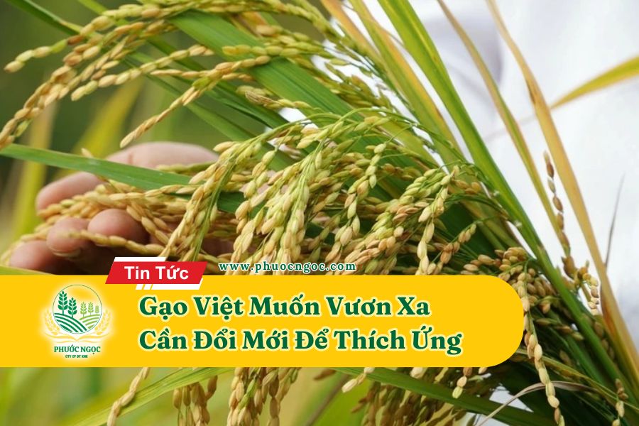 Gạo Việt Muốn Vươn Xa – Cần Đổi Mới Để Thích Ứng