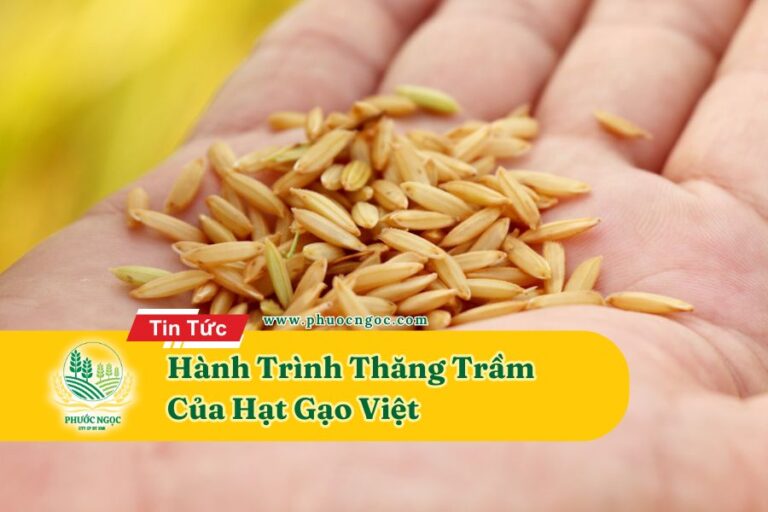 Hành Trình Thăng Trầm Của Hạt Gạo Việt
