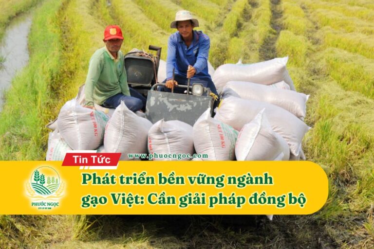 Phát triển bền vững ngành gạo Việt: Cần giải pháp đồng bộ