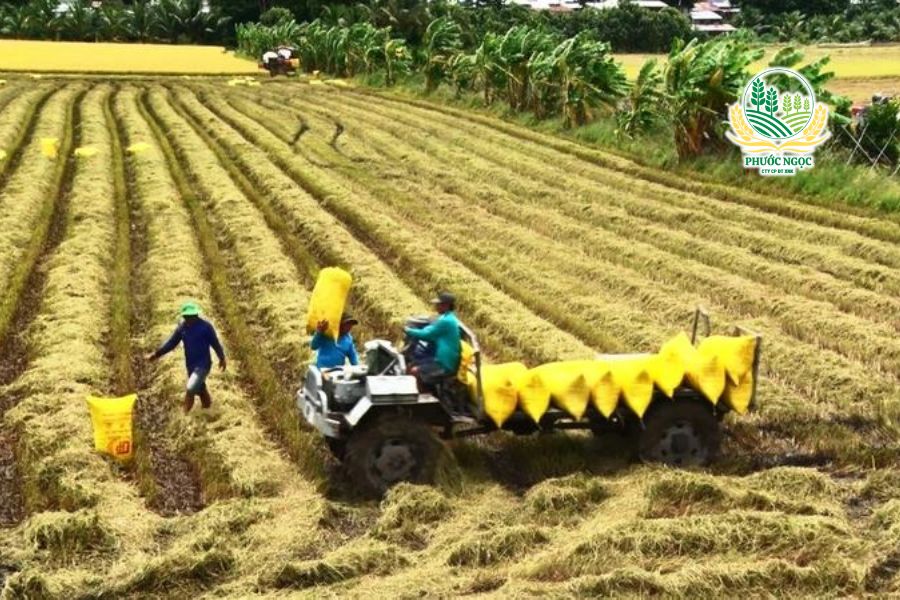 Thị Trường Gạo Thế Giới: Nhiều Áp Lực, Nhiều Cơ Hội