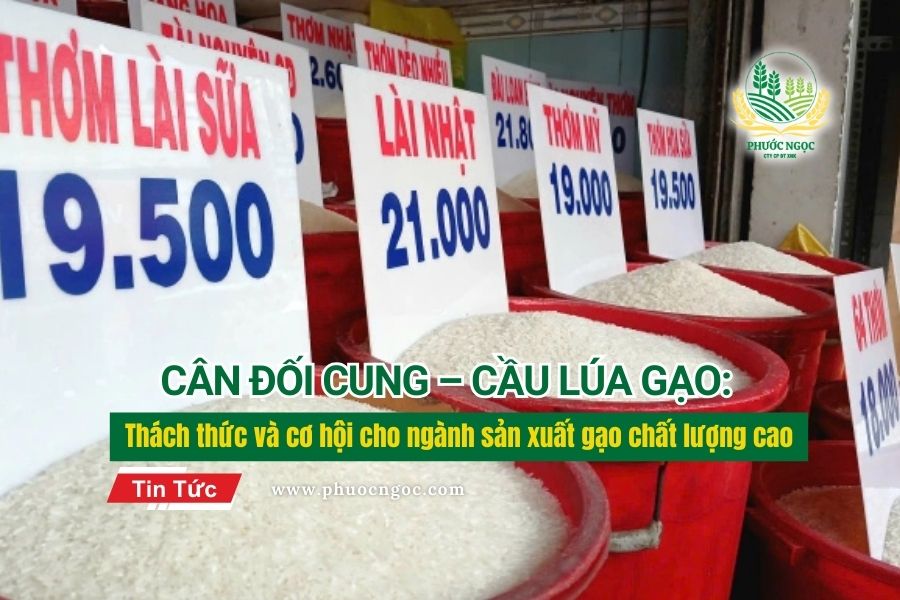 Cân đối cung – cầu lúa gạo: Thách thức và cơ hội cho ngành sản xuất gạo chất lượng cao