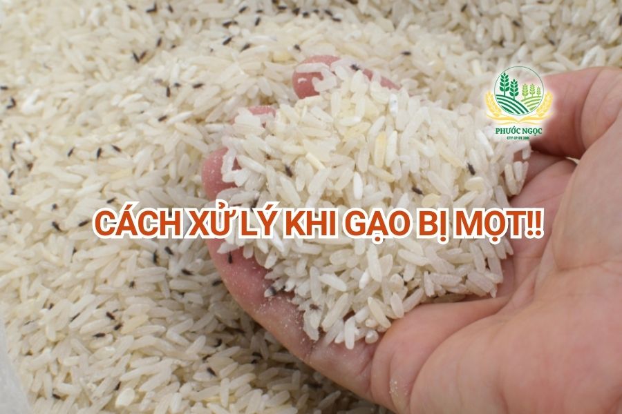 Xử lý gạo bị mọt đúng cách