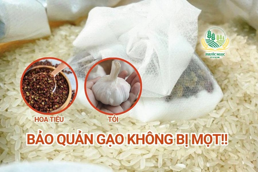 phòng ngừa mọt gạo