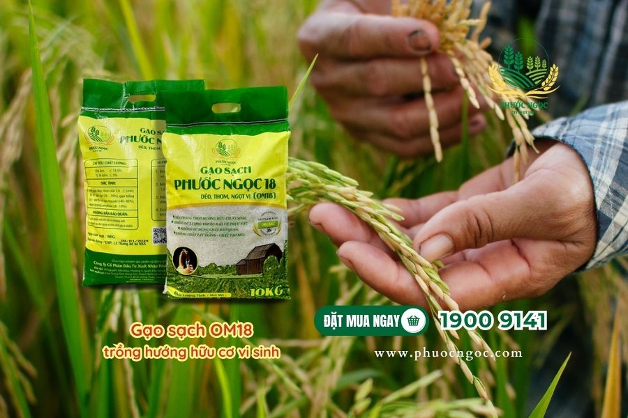 Gạo sạch trồng theo hướng hữu cơ vi sinh – Xu hướng sống xanh thời đại mới