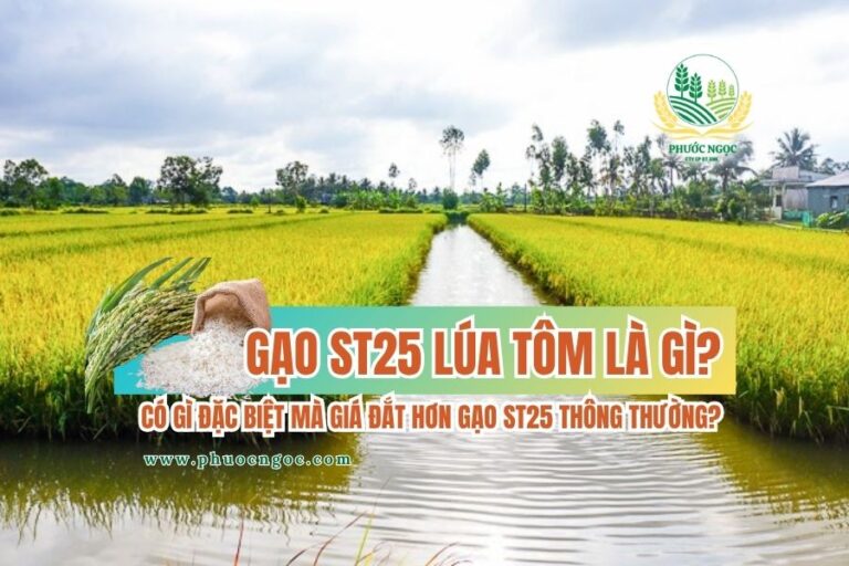 Gạo ST25 lúa tôm là gì?