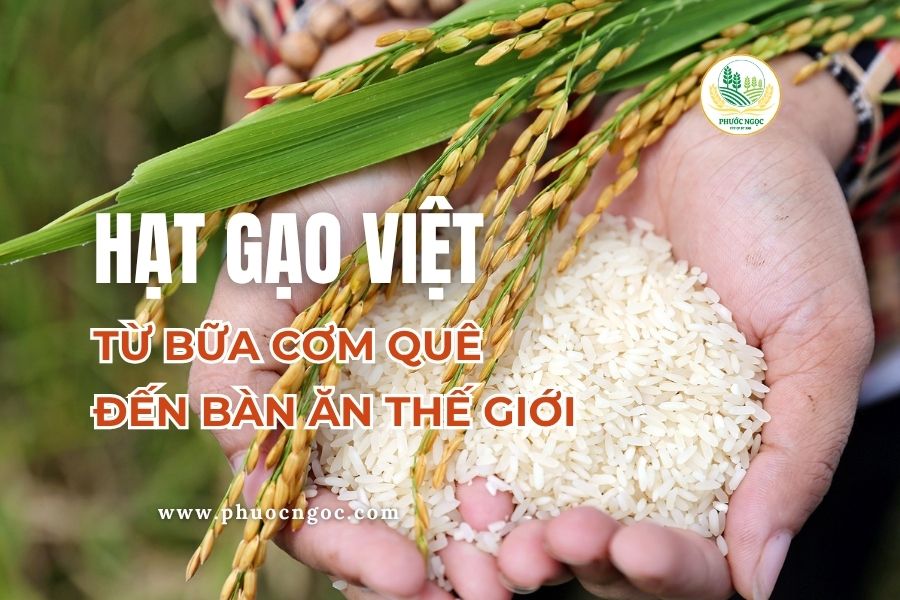 Định vị Hạt Gạo Việt – Từ Bữa Cơm Quê Đến Bàn Ăn Thế Giới