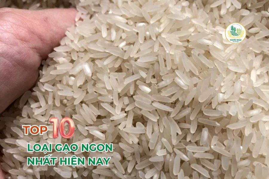TOP 10 loại gạo ngon nhất hiện nay - Phù hợp món nào?