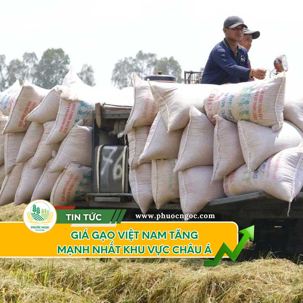 Giá Gạo Việt Đang Tăng Mạnh Trong Khu Vực Châu Á