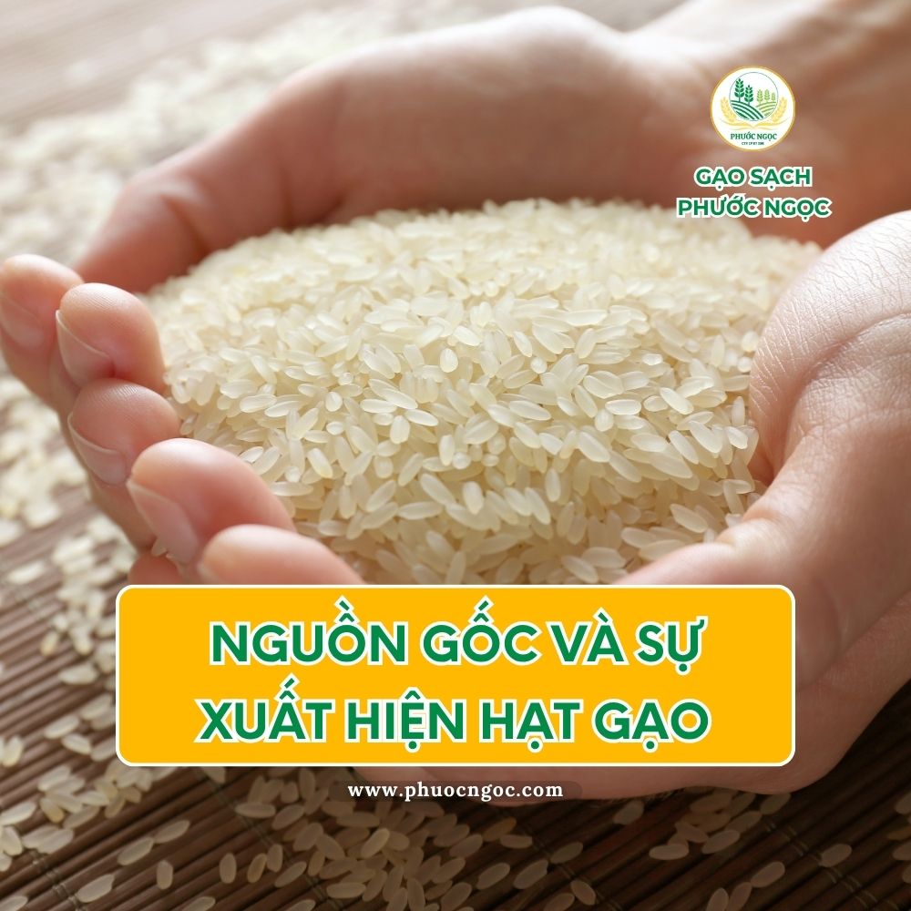 Lịch Sử Hạt Gạo: Từ Nền Văn Minh Lúa Nước Đến Gạo Sạch Hiện Đại
