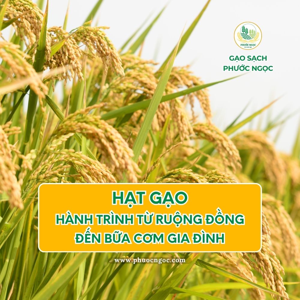 Hành trình từ ruộng đồng đến bữa cơm