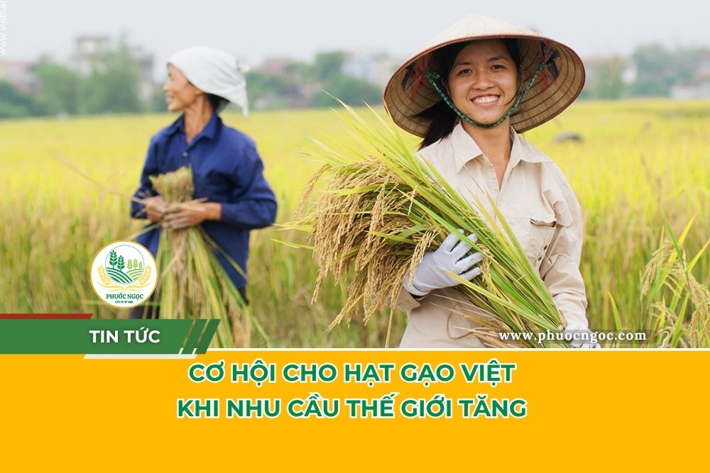 Cơ Hội Cho Hạt Gạo Việt Khi Nhu Cầu Thế Giới Tăng