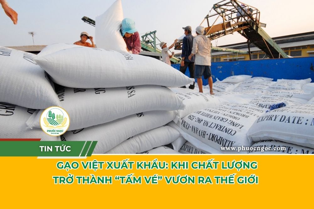 Gạo Việt Xuất Khẩu: Khi Chất Lượng Trở Thành “Tấm Vé” Vươn Ra Thế Giới