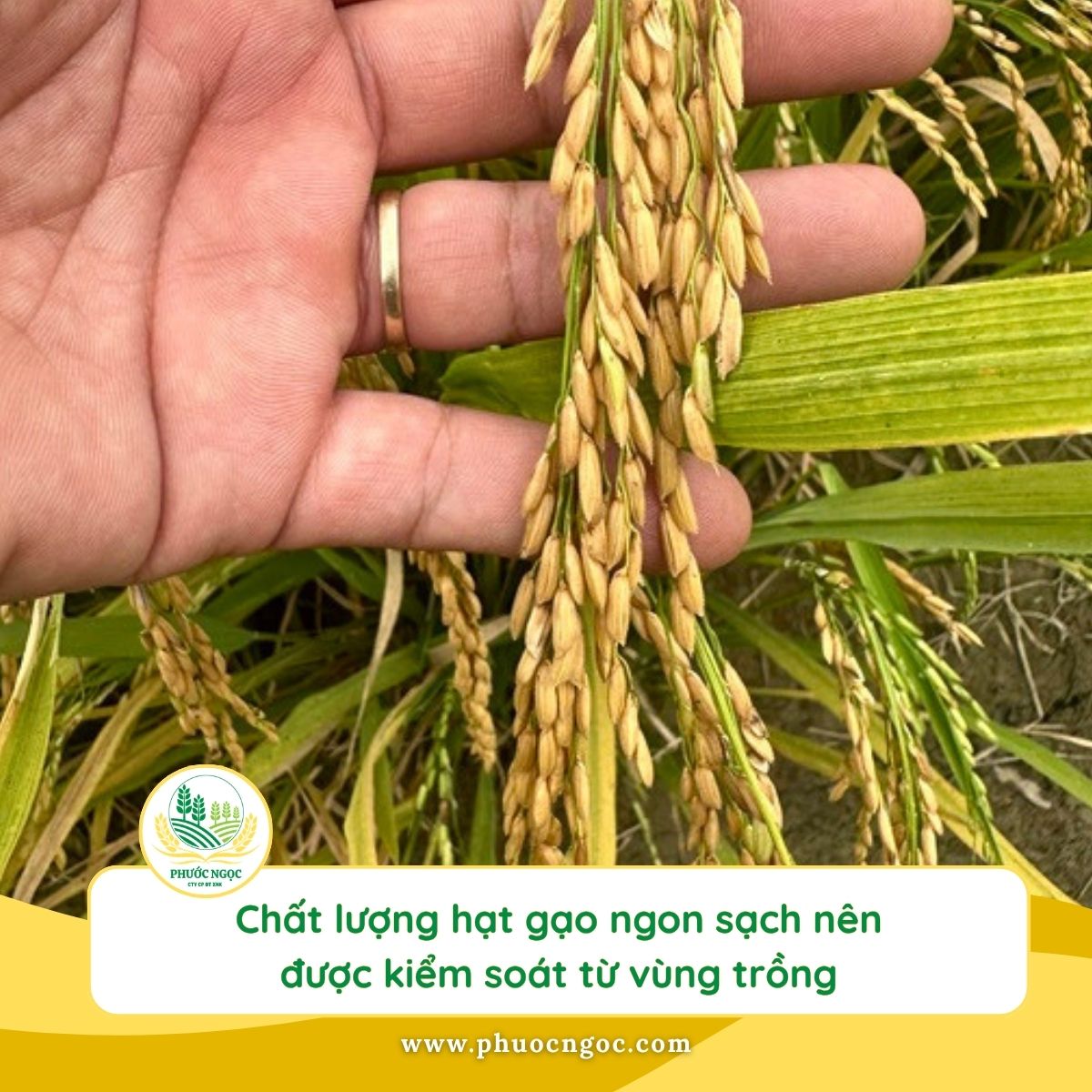 Chất lượng bắt đầu từ vùng nguyên liệu