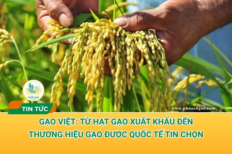 Gạo Việt: Từ hạt gạo xuất khẩu đến thương hiệu gạo được quốc tế tin chọn