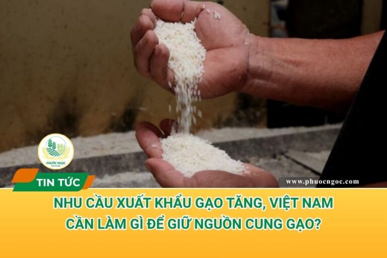 Nhu cầu xuất khẩu gạo tăng, Việt Nam cần làm gì để giữ nguồn cung gạo?